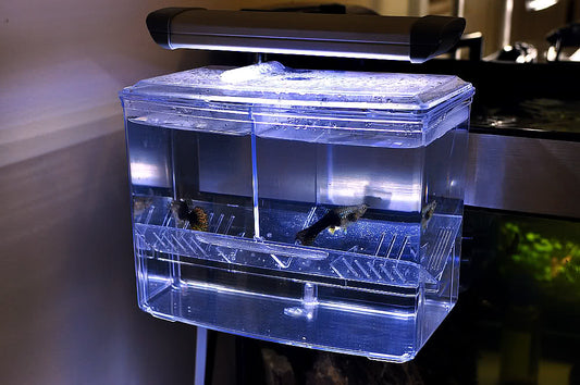 How we Doubled Space in our Fishroom...