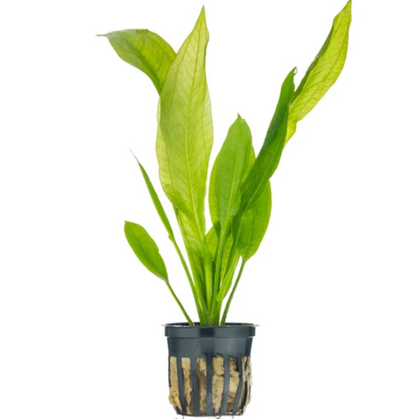 Plants