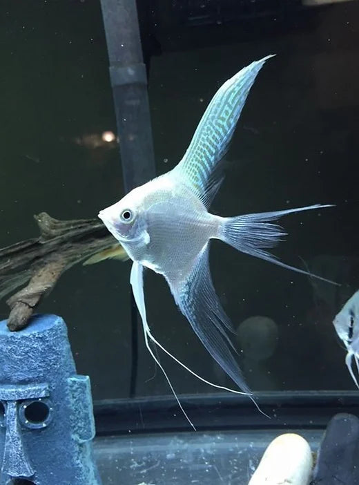 Platinum Veil Tail Angelfish (3-4cm) - Local Bred