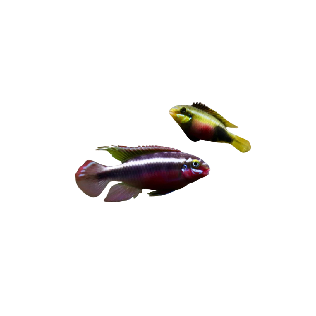 Sacrimontis Kribensis - Pair (Pelvicachromis sacrimontis) (Live Fish)