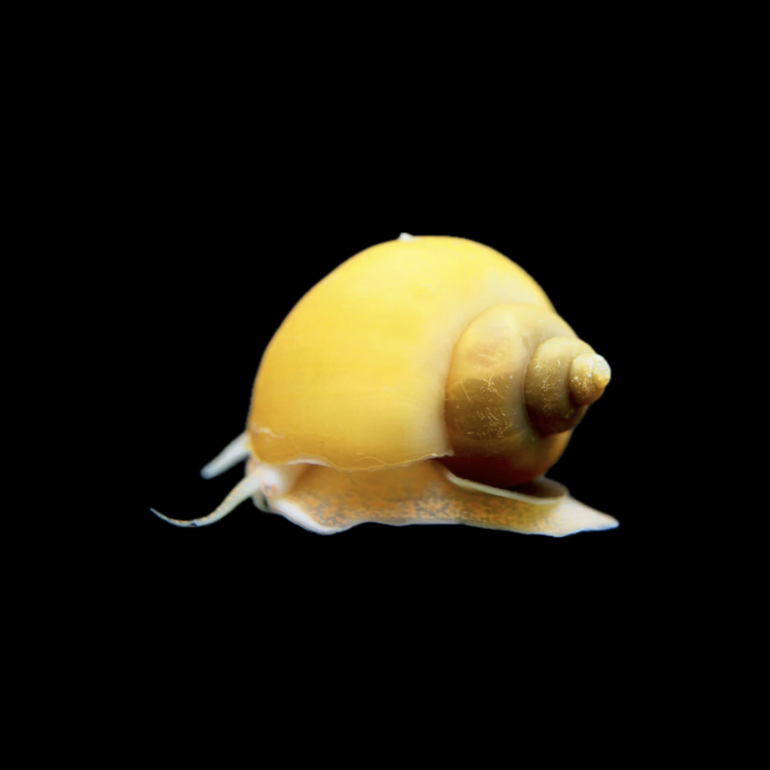 Gold Mystery Snail (2cm)