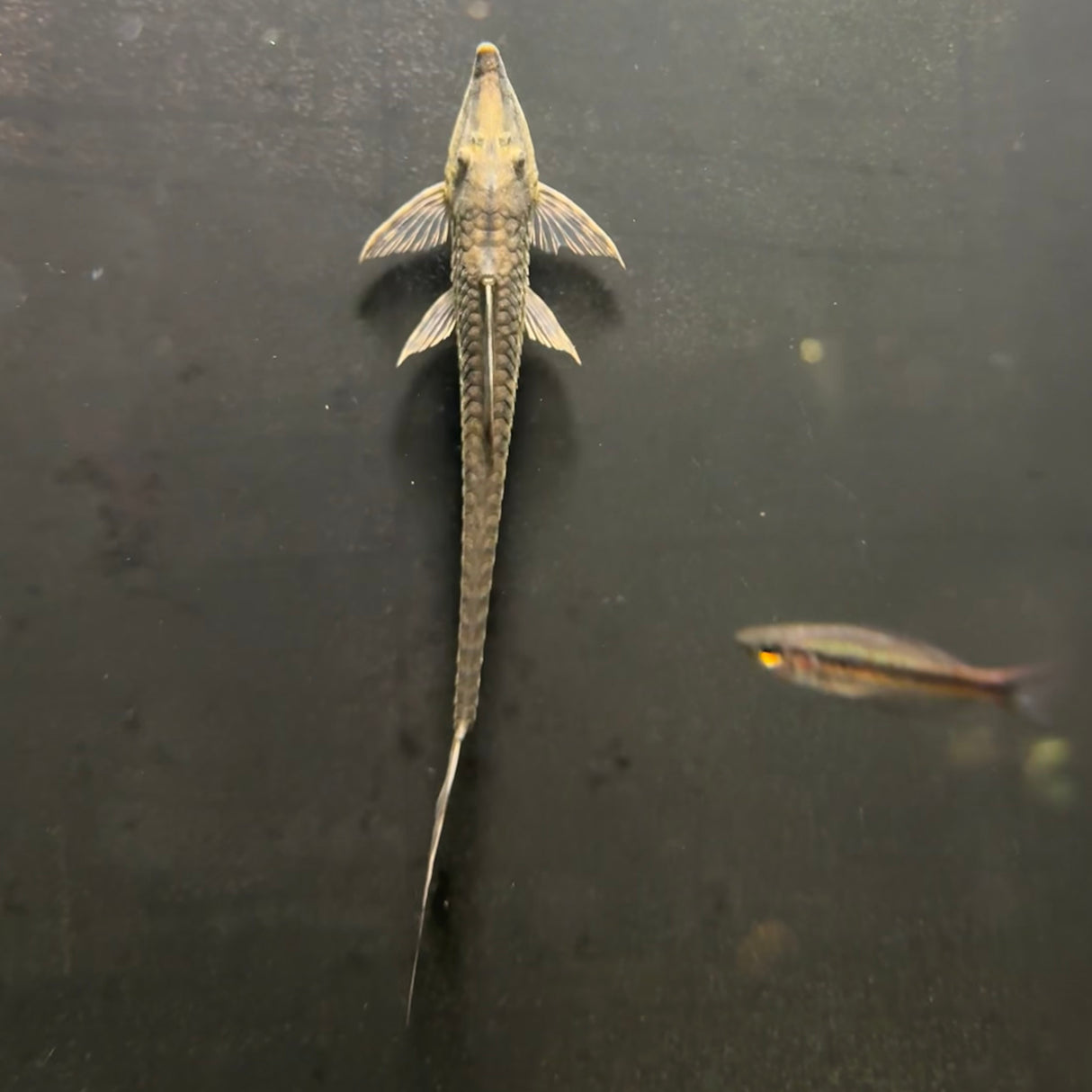 Longnose Whiptail Catfish (Sturisoma barbatum) (Live Fish)