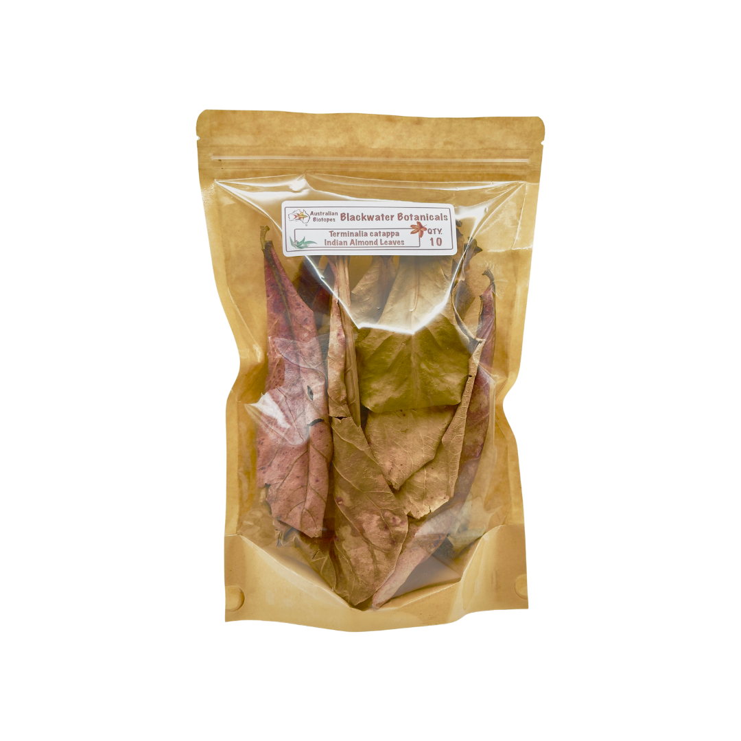 Indian Almond Leaves (Terminalia catappa) - Pack of 10