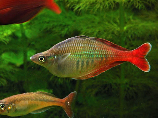 Bleheri Rainbowfish (Chilatherina bleheri) (4cm) - Home Bred