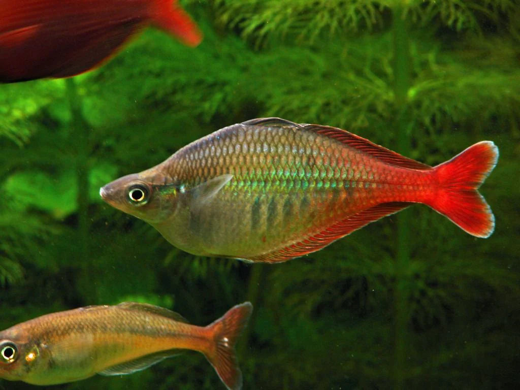 Bleheri Rainbowfish (Chilatherina bleheri) (4cm) - Home Bred