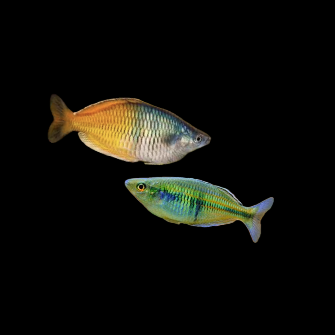 Boesemani Rainbowfish (Live Fish)