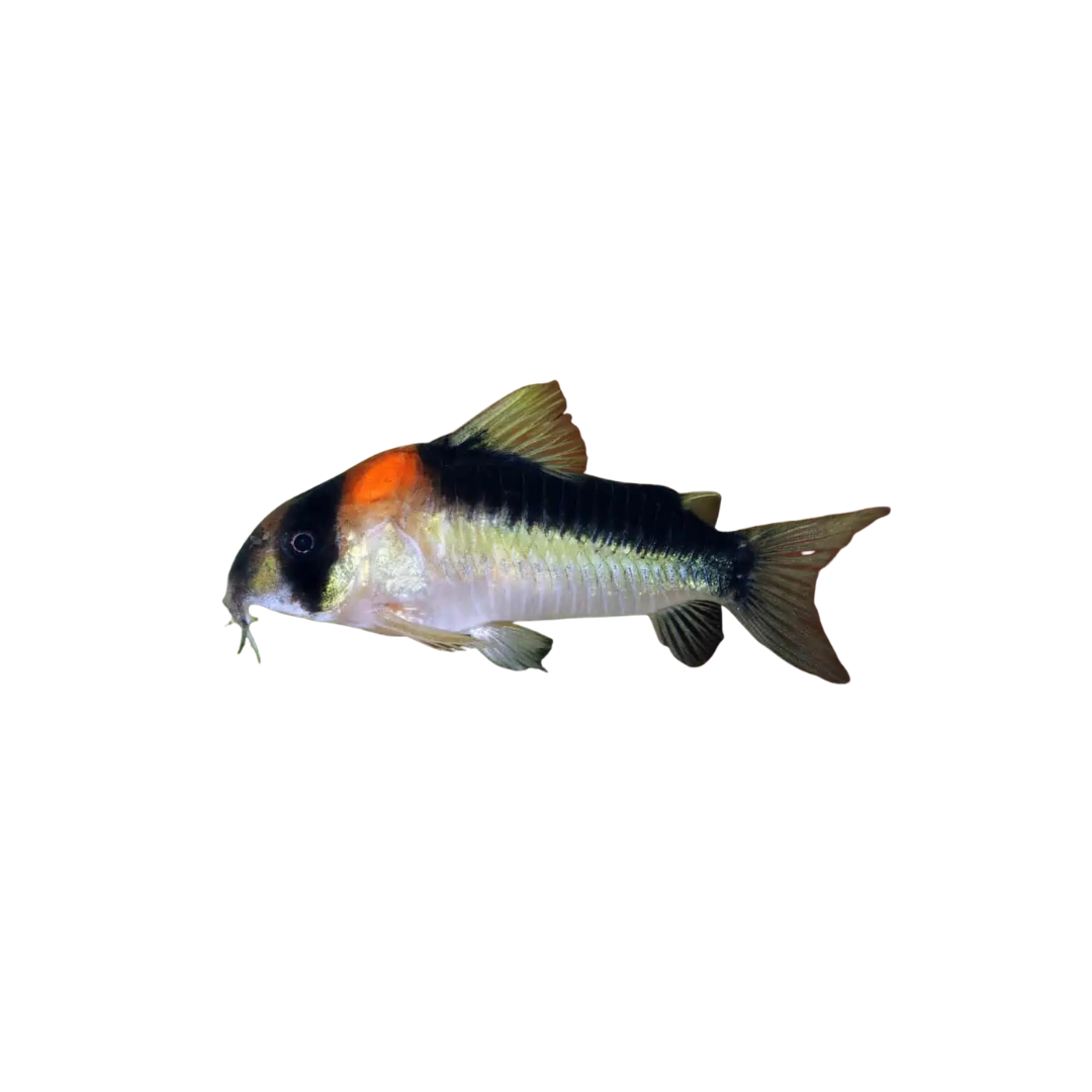 Adolfoi Corydoras - 3.5cm (Corydoras adolfoi) (Live Fish)