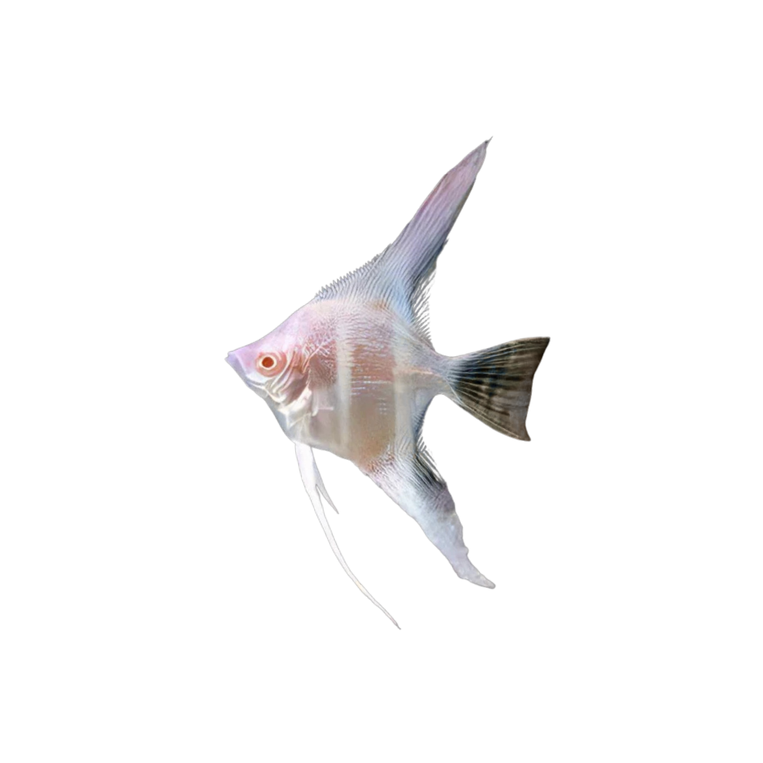Albino Angelfish - 4cm (Pterophyllum scalare) (Live Fish)
