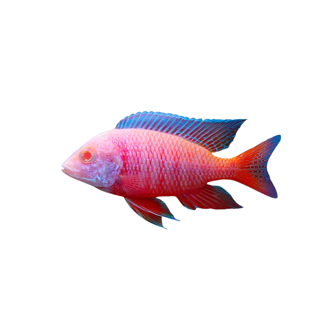 Albino Dragon Blood Peacock Cichlid - 5cm (Aulonocara sp.) (Live Fish)