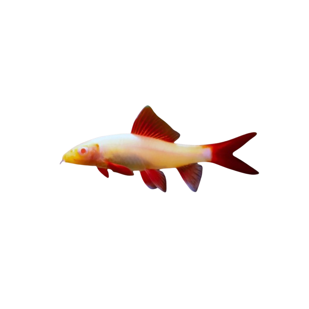 Albino Rainbow Shark - 6cm (Epalzeorhynchos frenatum) (Live Fish)