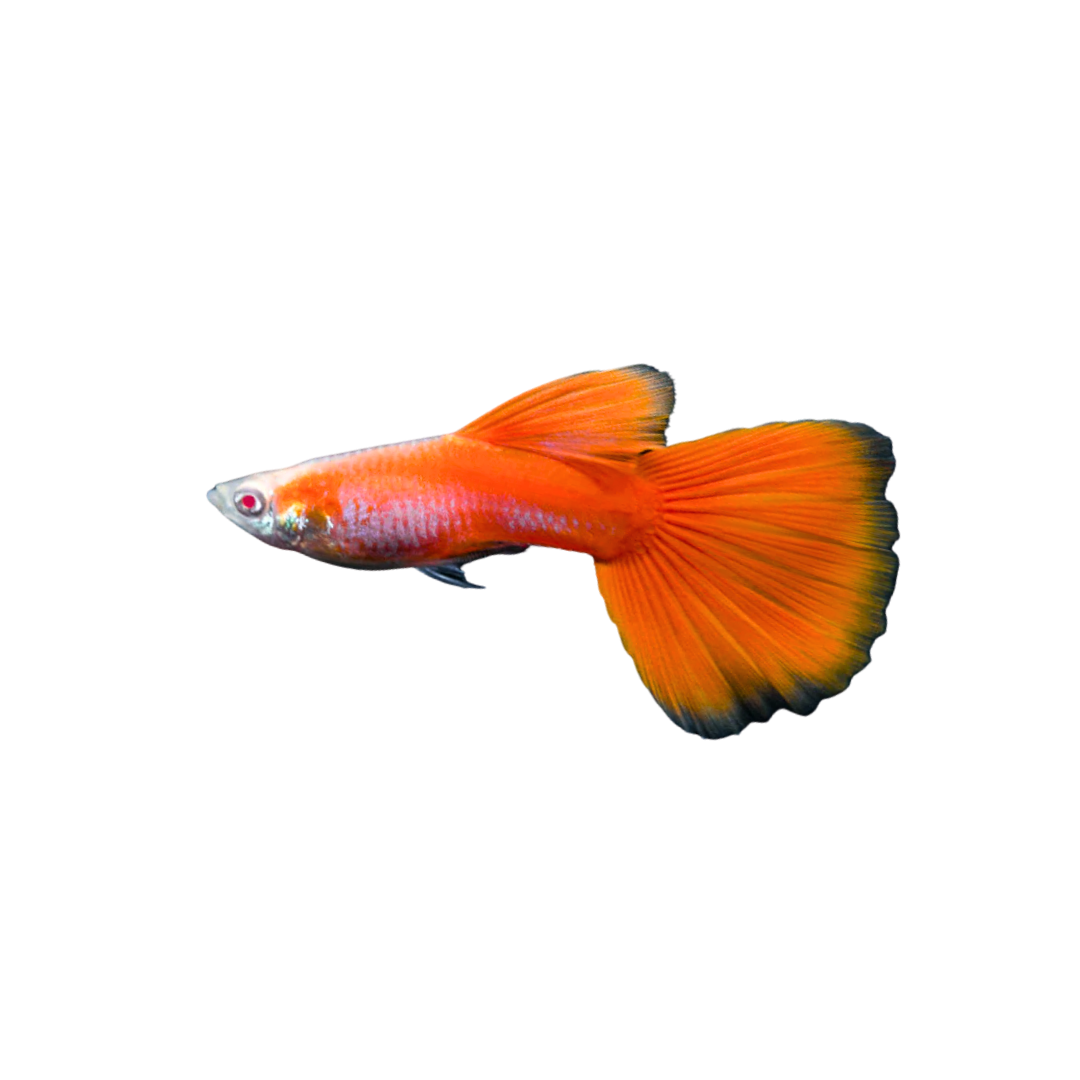 Albino Red Guppy - 3cm (Poecilia reticulata) (Live Fish)