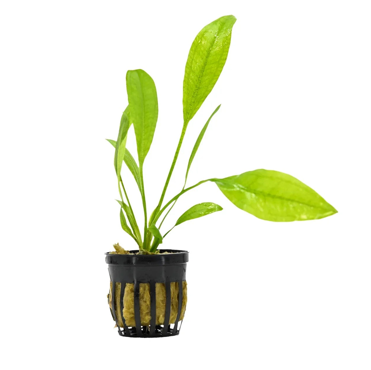 Amazon Sword 'Radican's Sword' Potted (Live Plant)