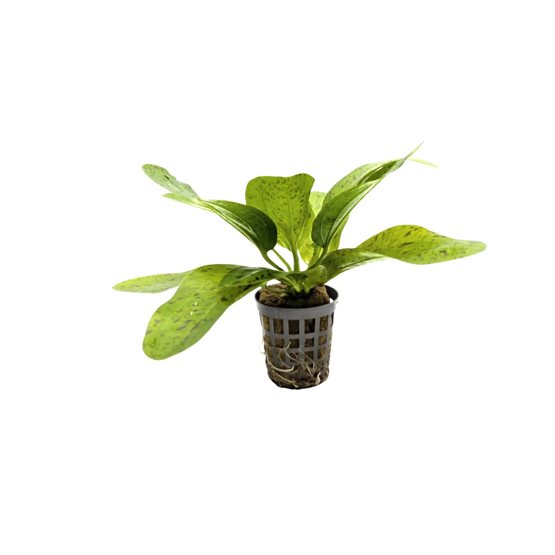 Amazon Sword 'Green Ozelot' (Echinodorus 'Green Ozelot') (Live Plant)