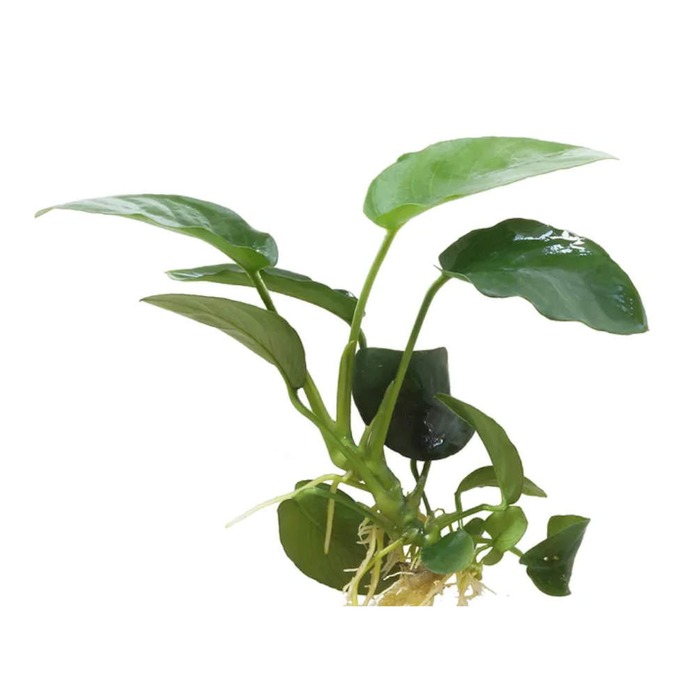 Anubias Nana - 5cm (Live Plant)