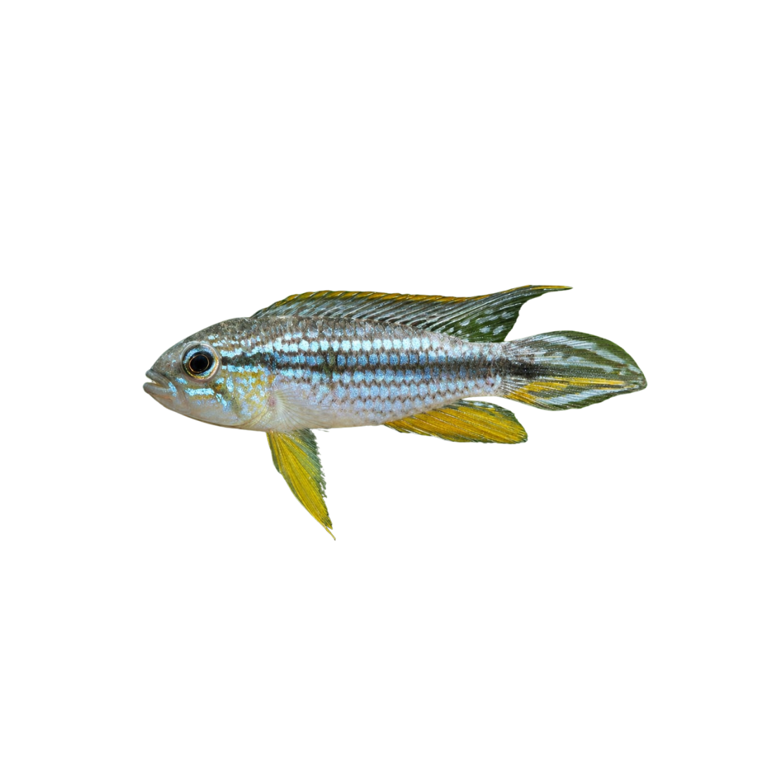 Apisto agassizii Tefe Pearl Blue - 3cm (Apistogramma agassizii) (Live Fish)