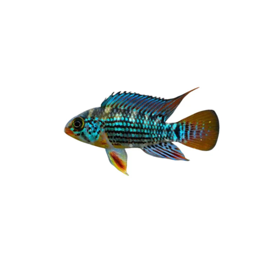 Apistogramma Alto Tapiche - Pair (Live Fish)