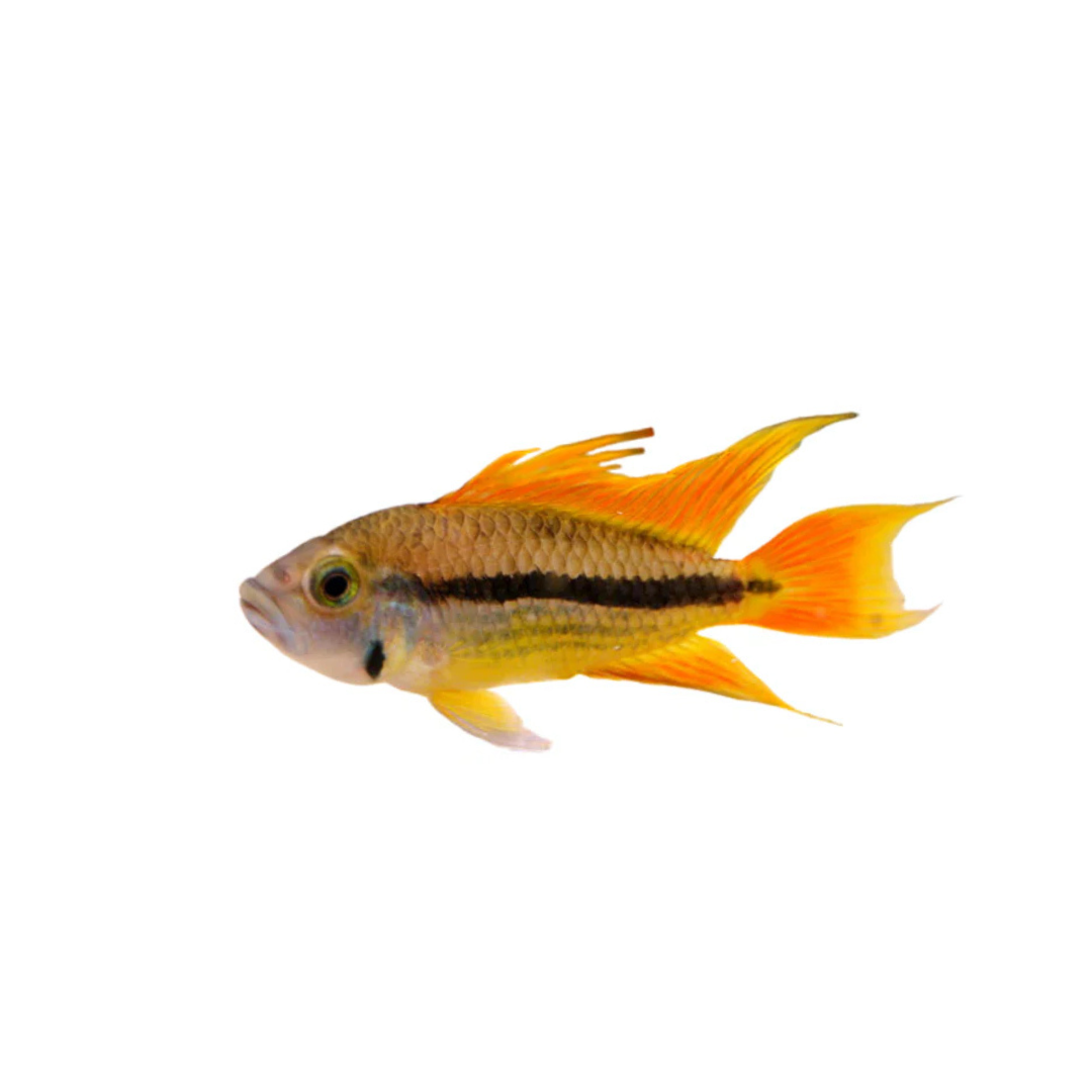 Apistogramma Cacatuoides Orange Flash - 5cm (Pair) (Live Fish)