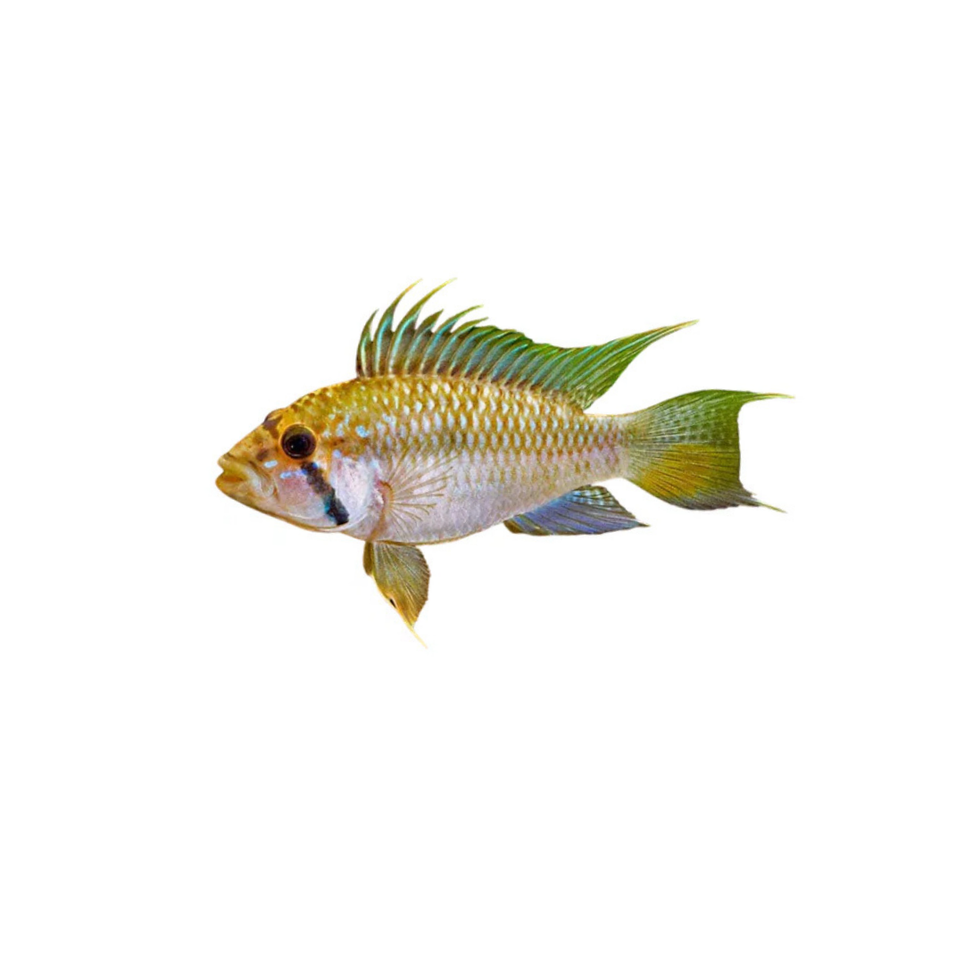 Apistogramma barlowi - Pair (Live Fish)