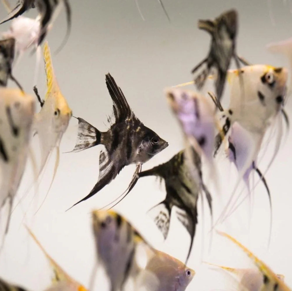 Mixed Angelfish (Live Fish)