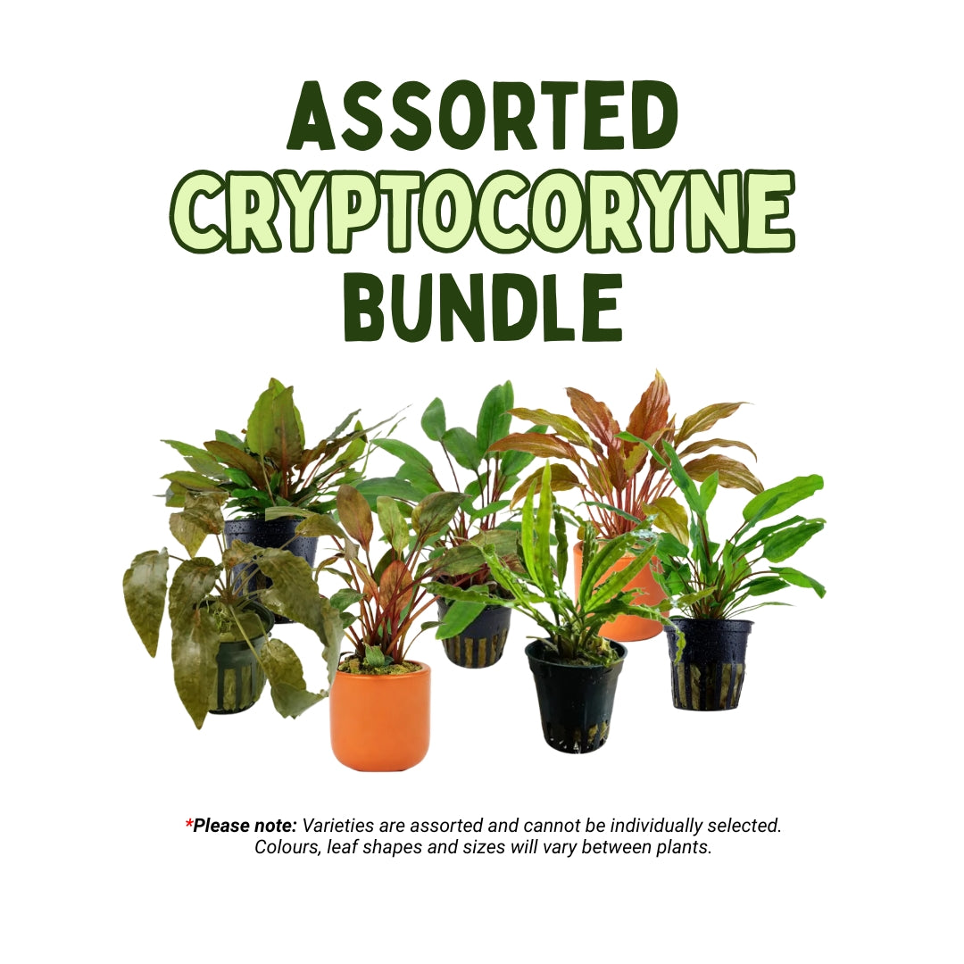 Assorted Cryptocoryne Bundle