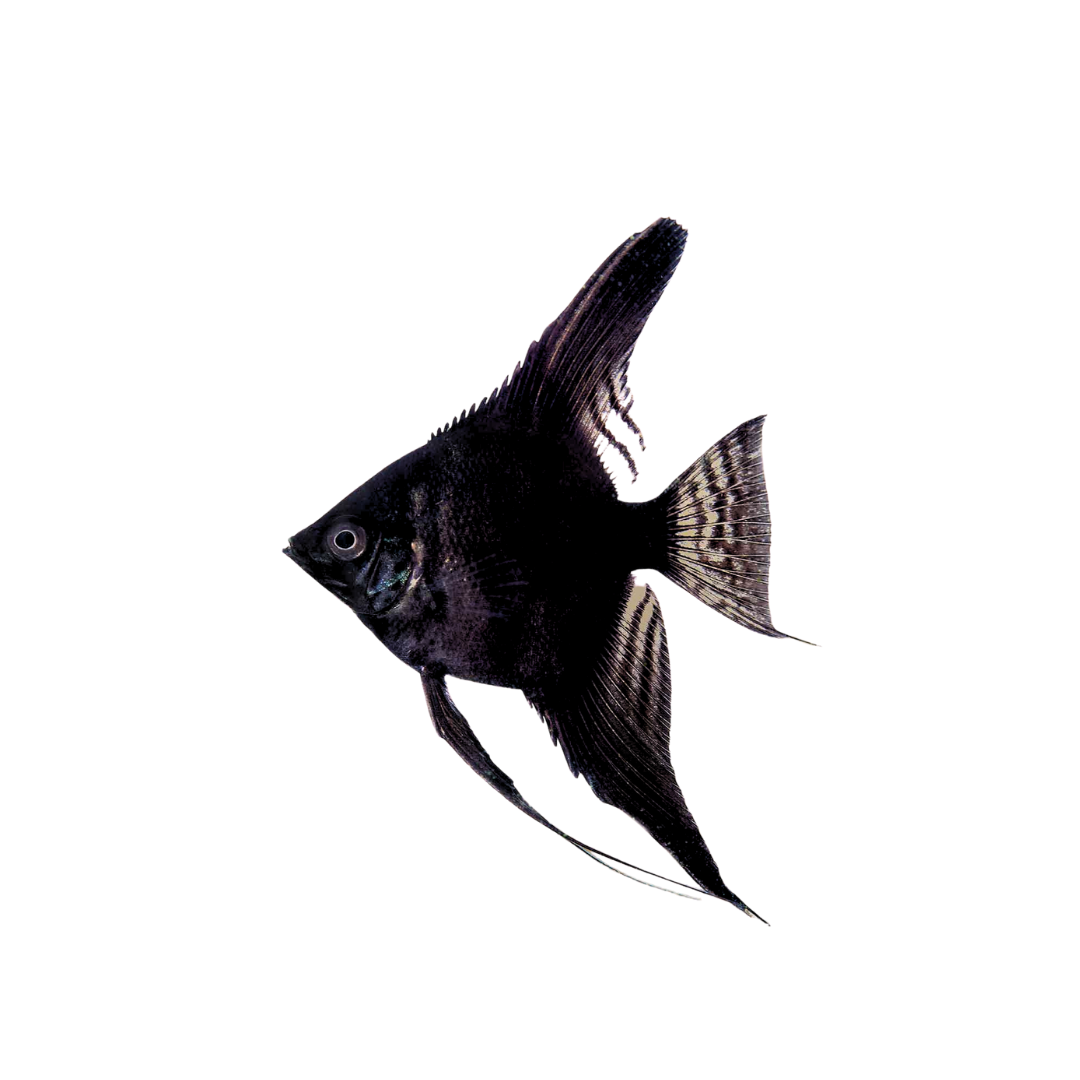 Black Angelfish - 4cm (Pterophyllum scalare) (Live Fish)