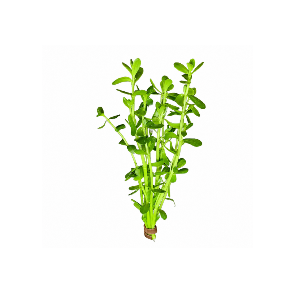 Bacopa Monnieri - Bunch (Live Plant)