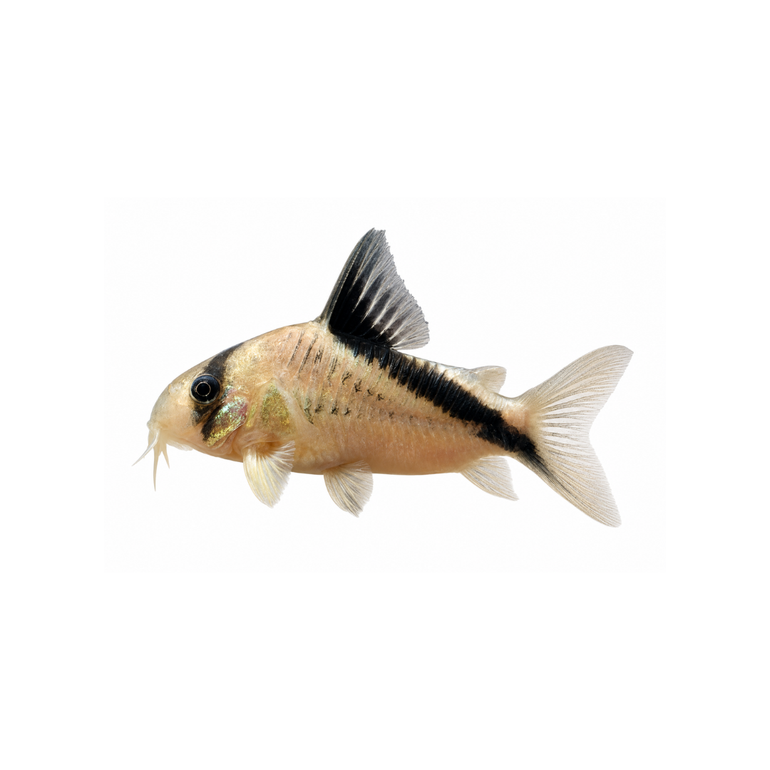Bandit Corydoras - 3.5cm (Corydoras metae) (Live Fish)