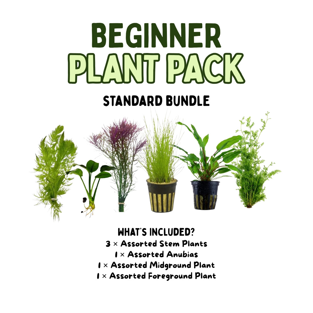 Beginner Plant Pack