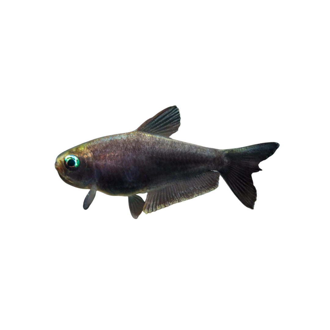 Black Emperor Tetra - 3cm (Nematobrycon palmeri) (Live Fish)