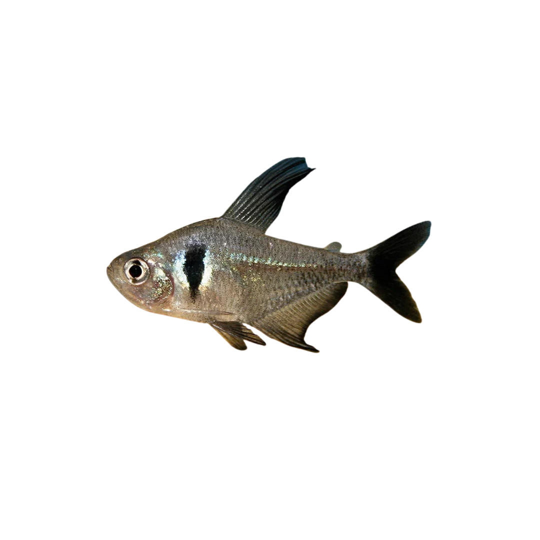 Black Phantom Tetra - 3.5cm (Hyphessobrycon megalopterus) (Live Fish)