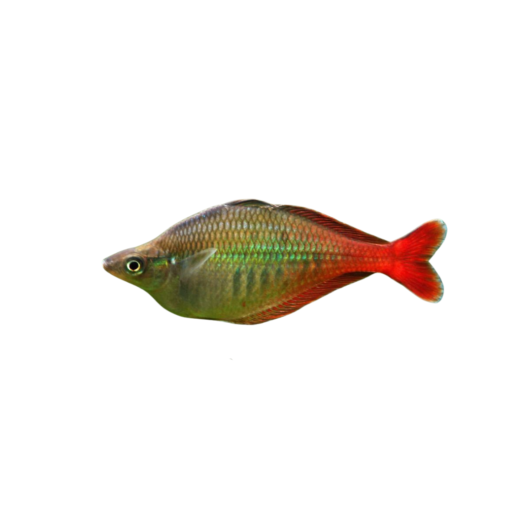Bleheri Rainbowfish - 5cm (Chilatherina bleheri) (Live Fish)