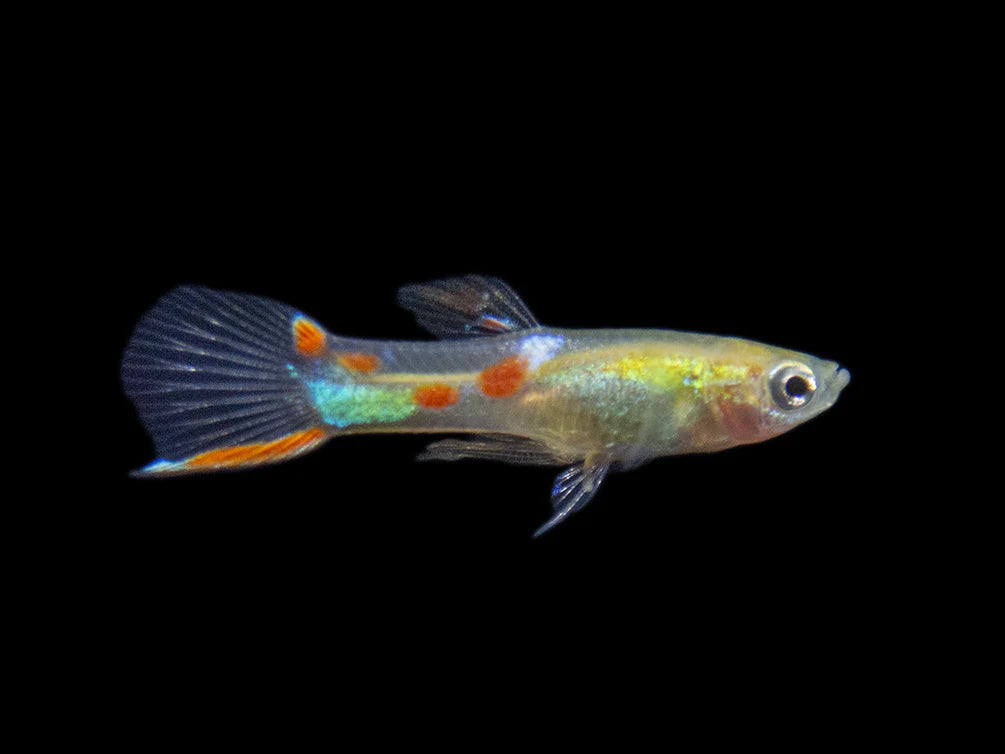 Blonde Endler - Home Bred