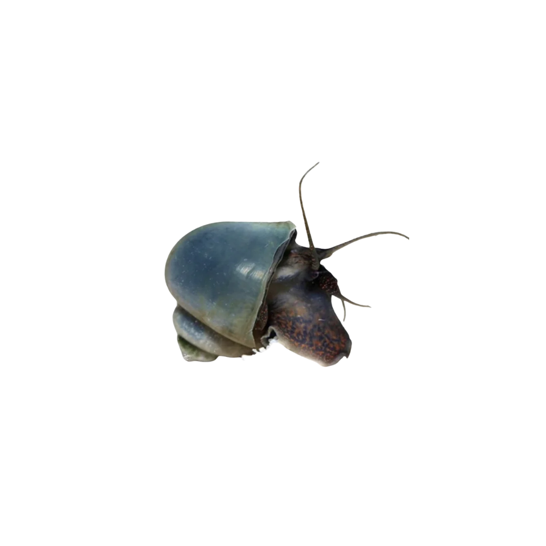 Blue Mystery Snail - 4cm (Pomacea diffusa) (Live Snail)