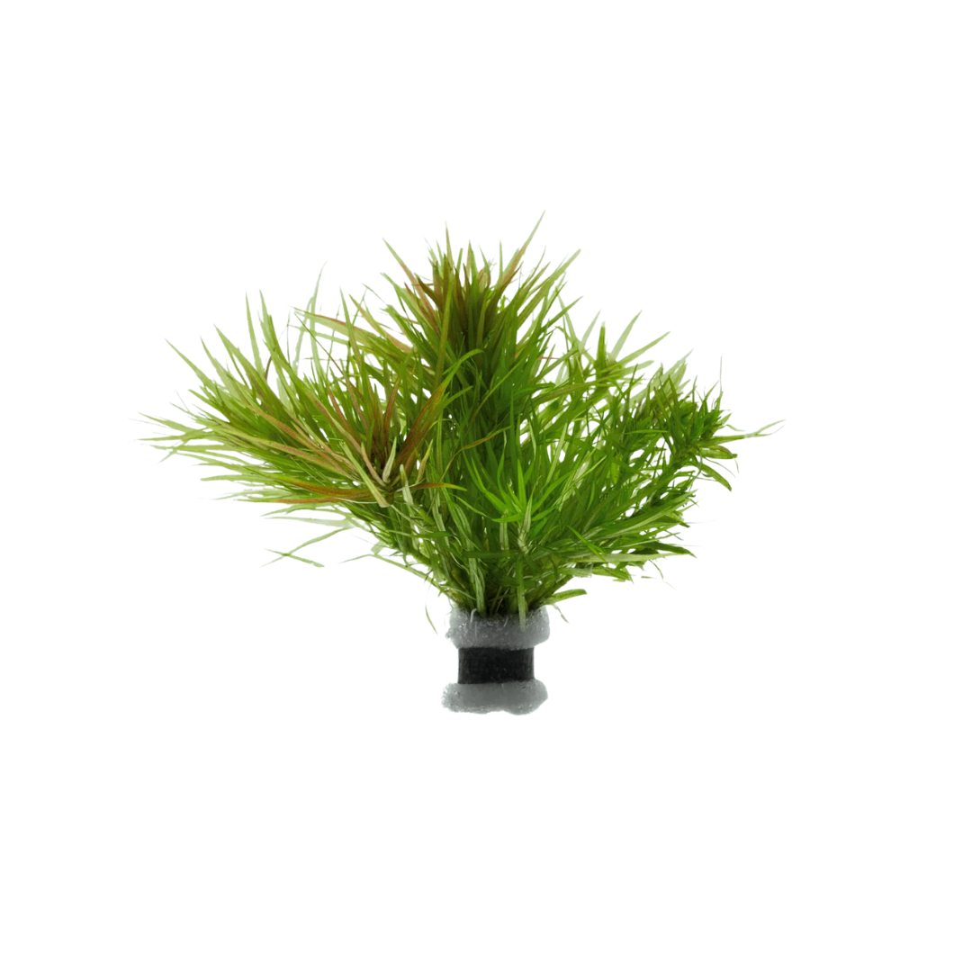 Blyxa japonica - Bunch (Live Plant)
