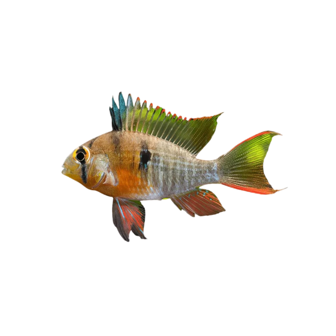 Bolivian Ram - 5cm (Mikrogeophagus altispinosus) (Live Fish)