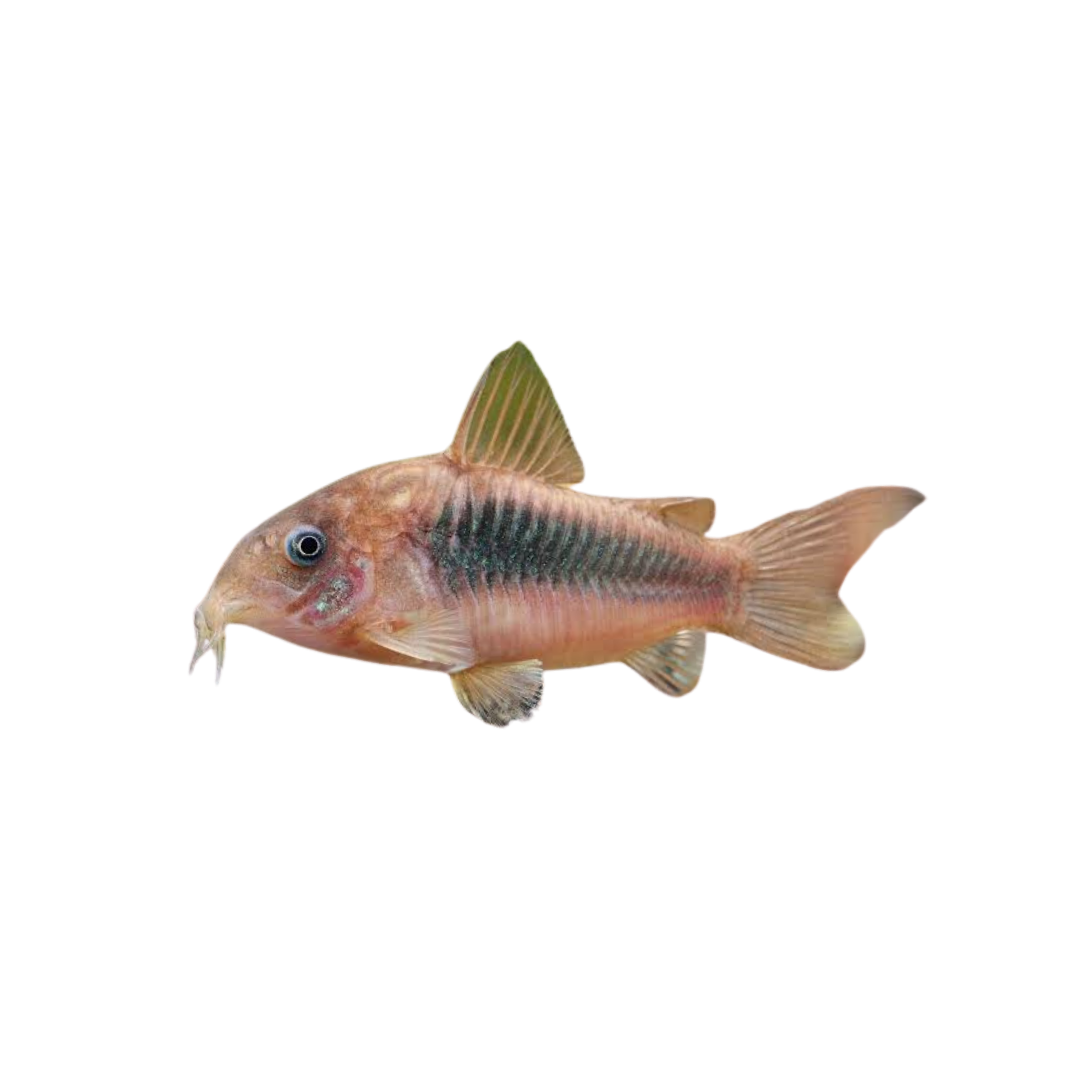 Bronze Corydoras - 4cm (Corydoras aeneus) (Live Fish)