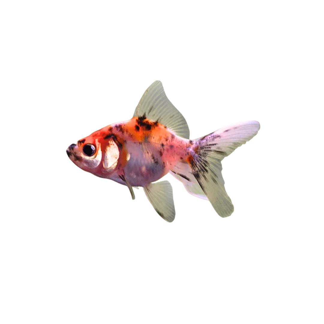 Calico Fantail Goldfish - 4cm (Carassius auratus) (Live Fish)