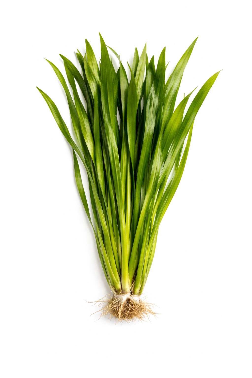 Thick Vallisneria Bunch (Live Plant)