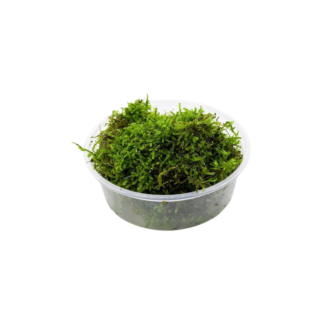 Christmas Moss - Small Tub (Vesicularia montagnei) (Live Plant)