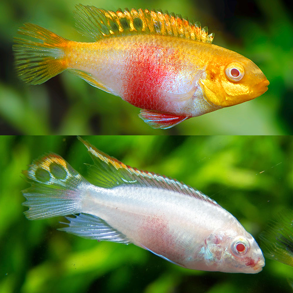 Albino Kribensis Cichlid - Local Bred
