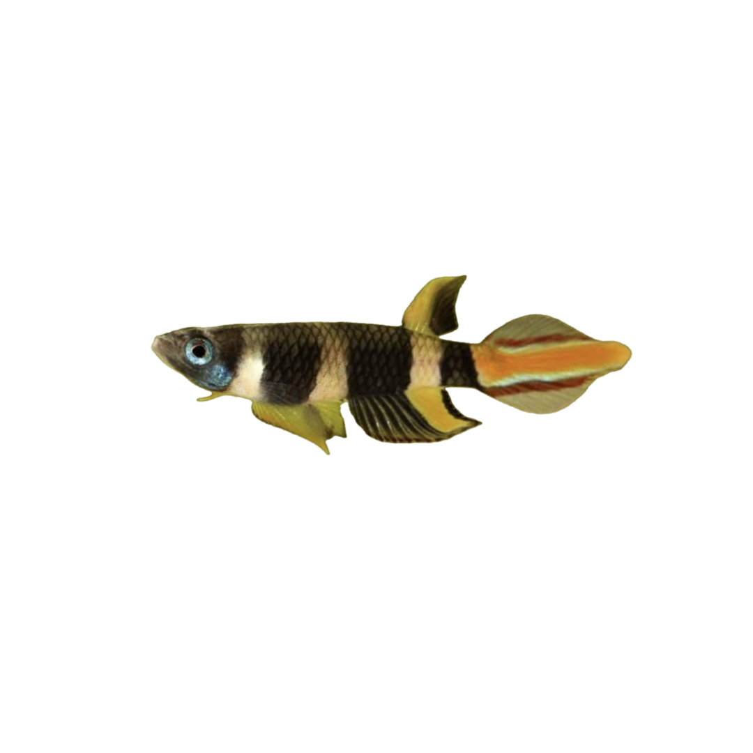 Clown Killifish (Epiplatys annulatus) (Live Fish)