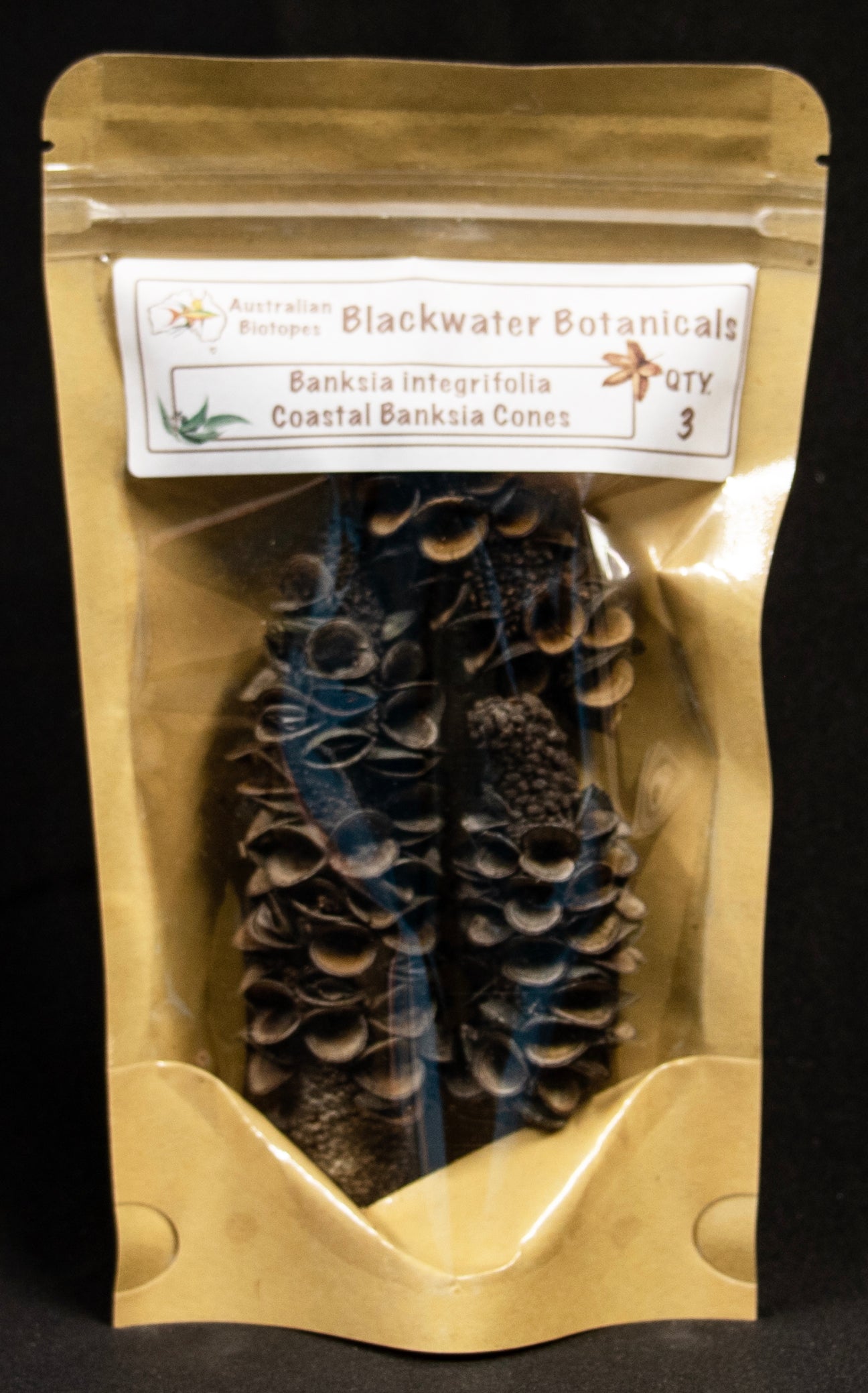 Coastal Banksia Cones (Banksia integrifolia) - Pack of 3