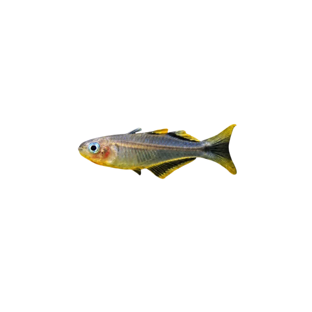 Connieae Blue-Eye - 2cm (Pseudomugil Connieae) (Live Fish)