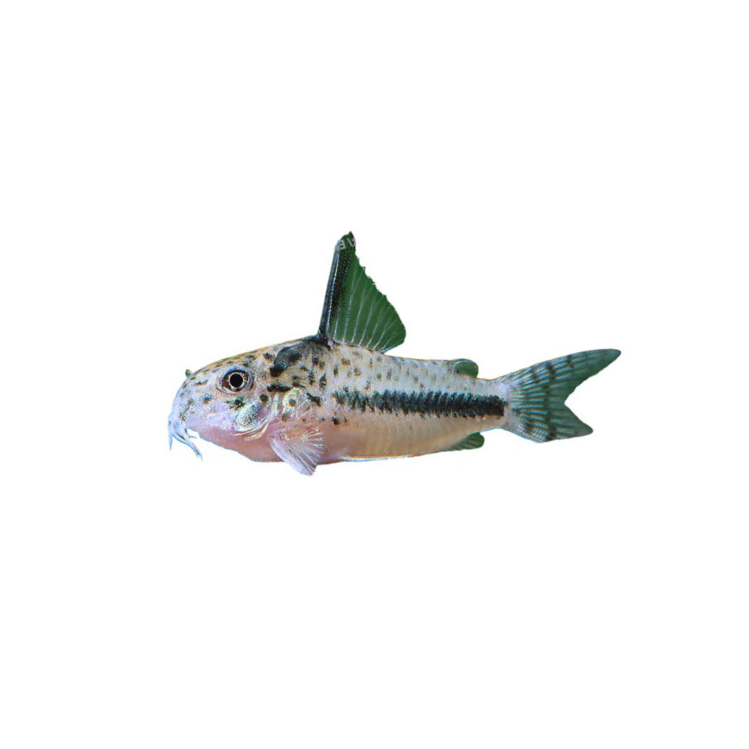 Corydoras sipaliwini - 3cm (Hoplisoma sipaliwini) (Live Fish)
