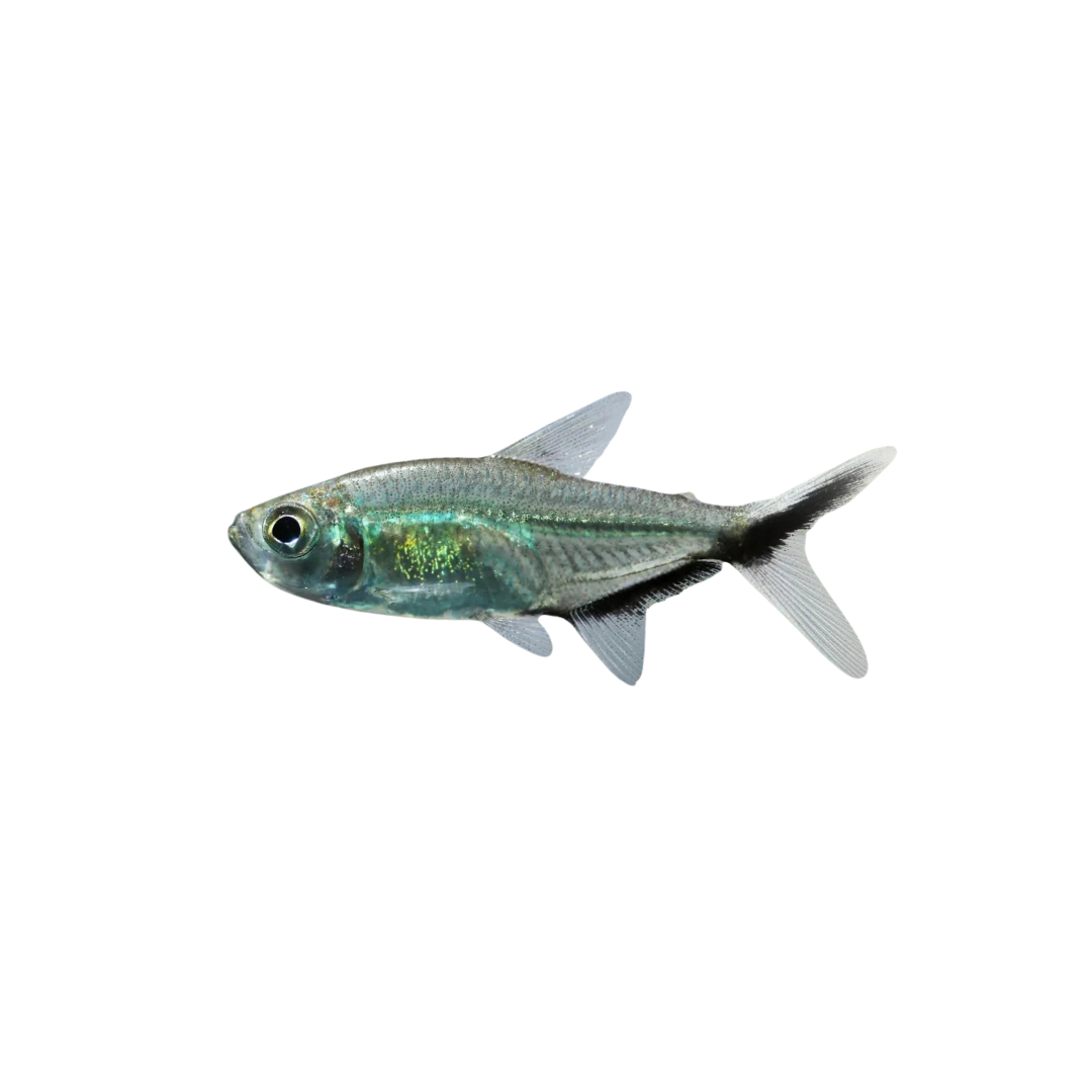 Costae Tetra - 3cm (Hyphessobrycon costae) (Live Fish)