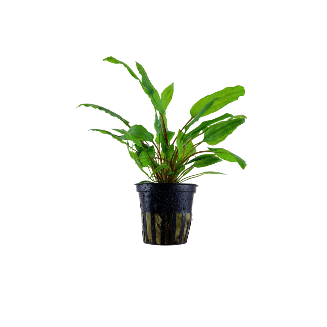 Cryptocoryne Wendtii 'Green' - Pot (Live Plant)