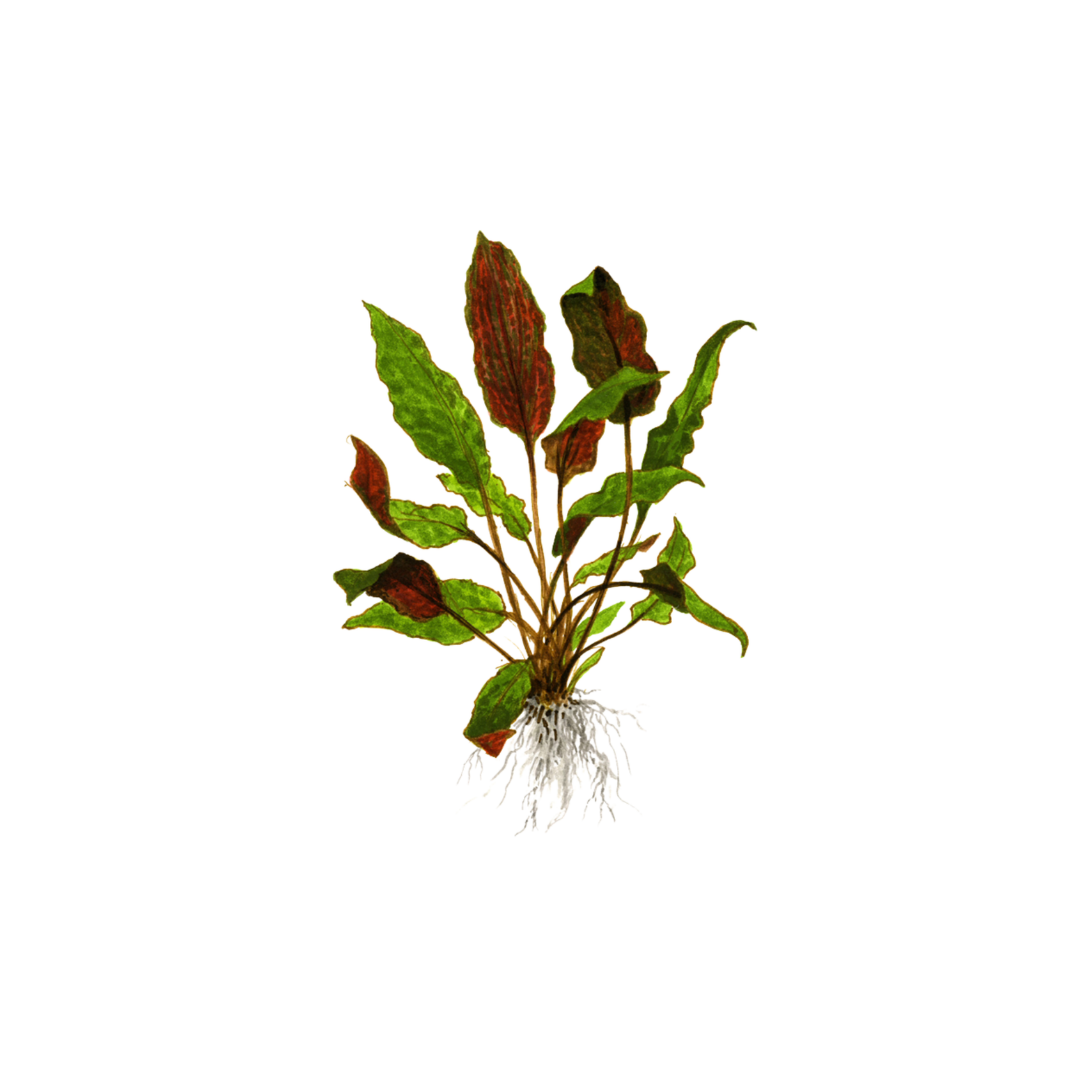 Cryptocoryne Wendtii 'Mi Oya' (Live Plant)