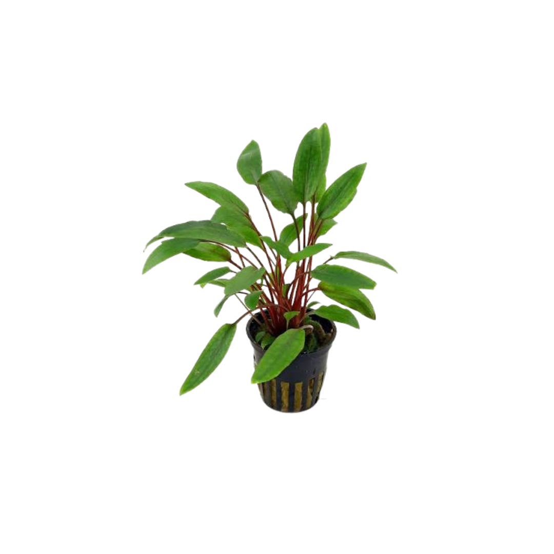 Cryptocoryne petchii - Pot (Cryptocoryne beckettii) (Live Plant)