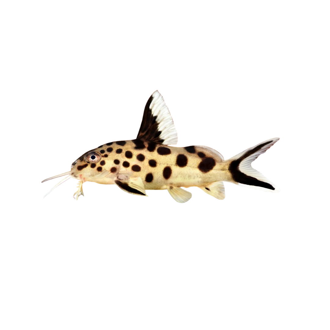 Cuckoo Catfish - 3cm (Synodontis multipunctatus) (Live Fish)