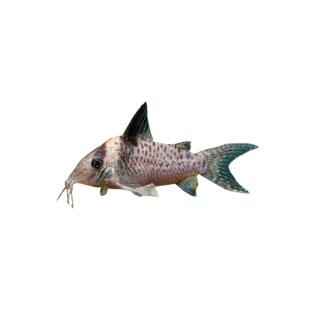 Delphax Corydoras - 5cm (Corydoras delphax) (Live Fish)